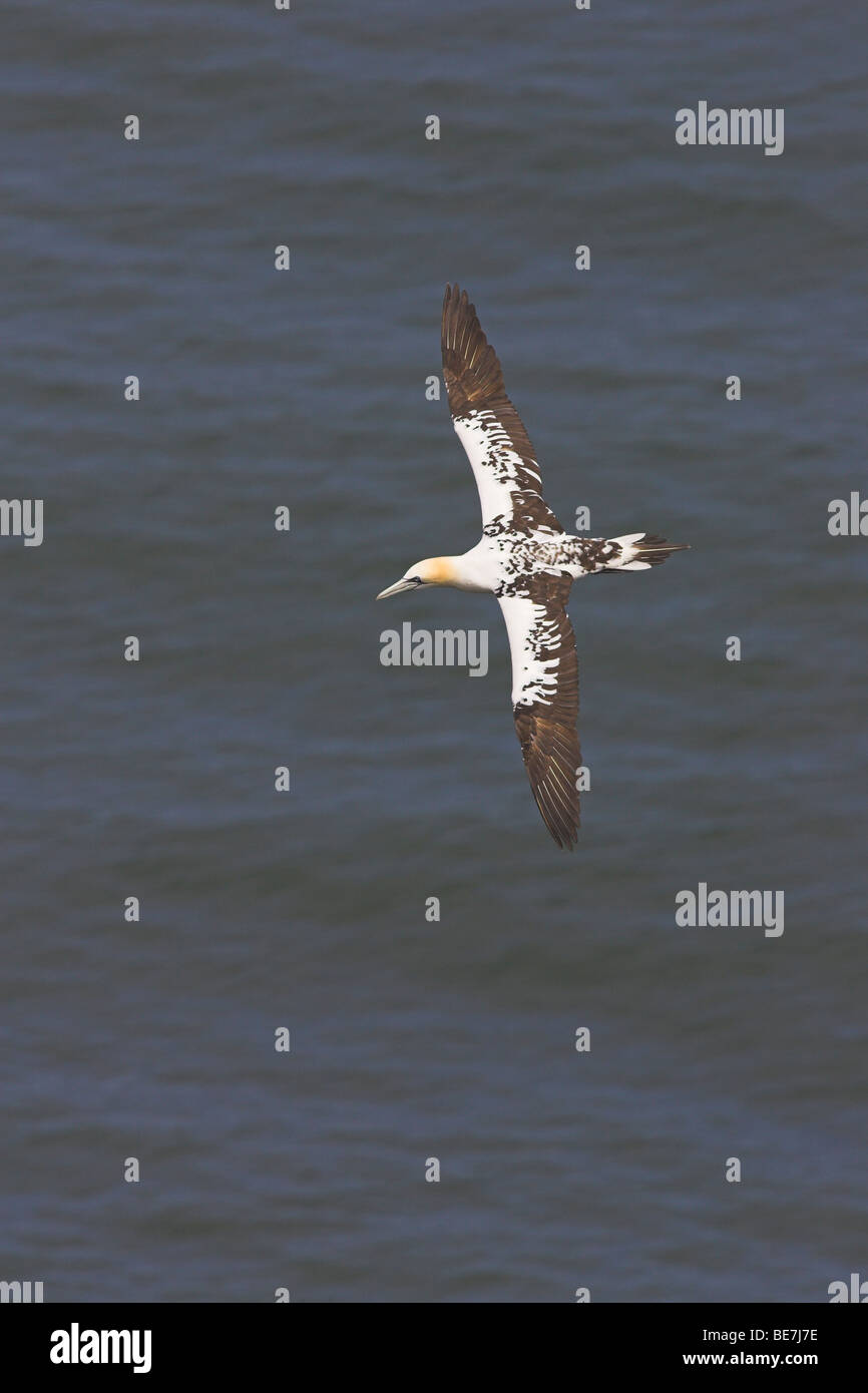 Am nördlichen Basstölpel Morus Bassanus während des Fluges in Bempton Cliffs, Yorkshire, Großbritannien im Juni. Stockfoto