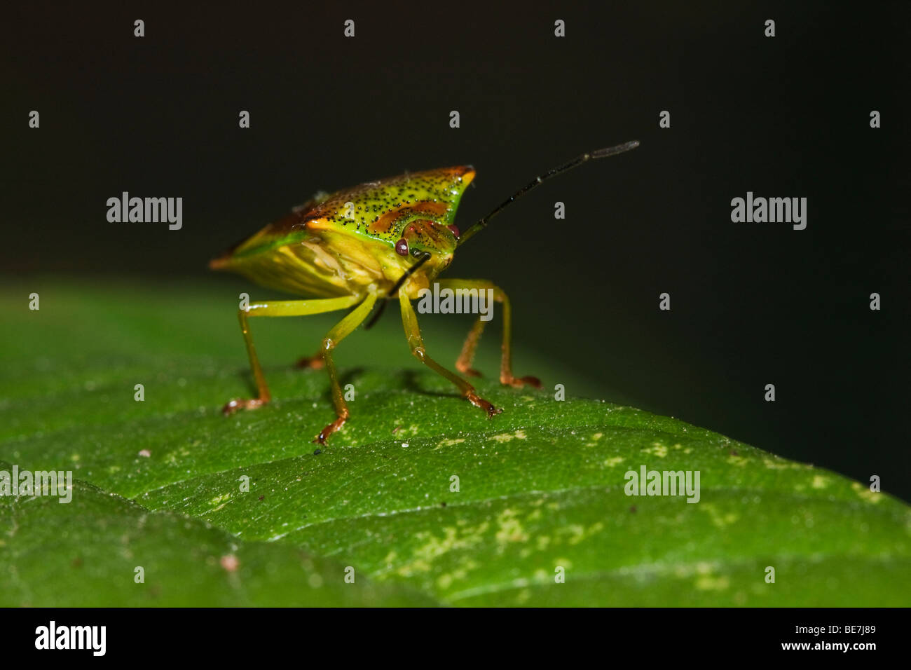 Weißdorn-Schild-Bug auf Zwergmispel Blatt. Stockfoto