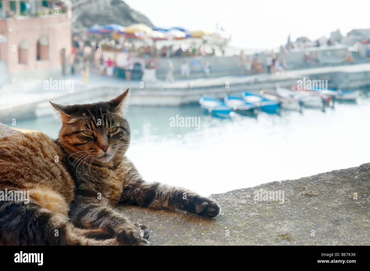 Eine Katze auf eine Mauer mit Blick auf den Hafen in Vernazza La Spezia, Ligurien ruht, nordwestlichen Italien. Stockfoto