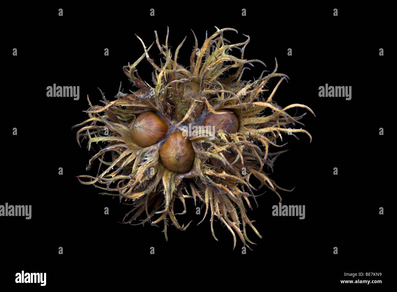 Haselnüsse des Baumes türkische Hasel (Corylus Colurna) verpackt in ihrer charakteristischen Körbchenhülle der Deckblätter. Stockfoto