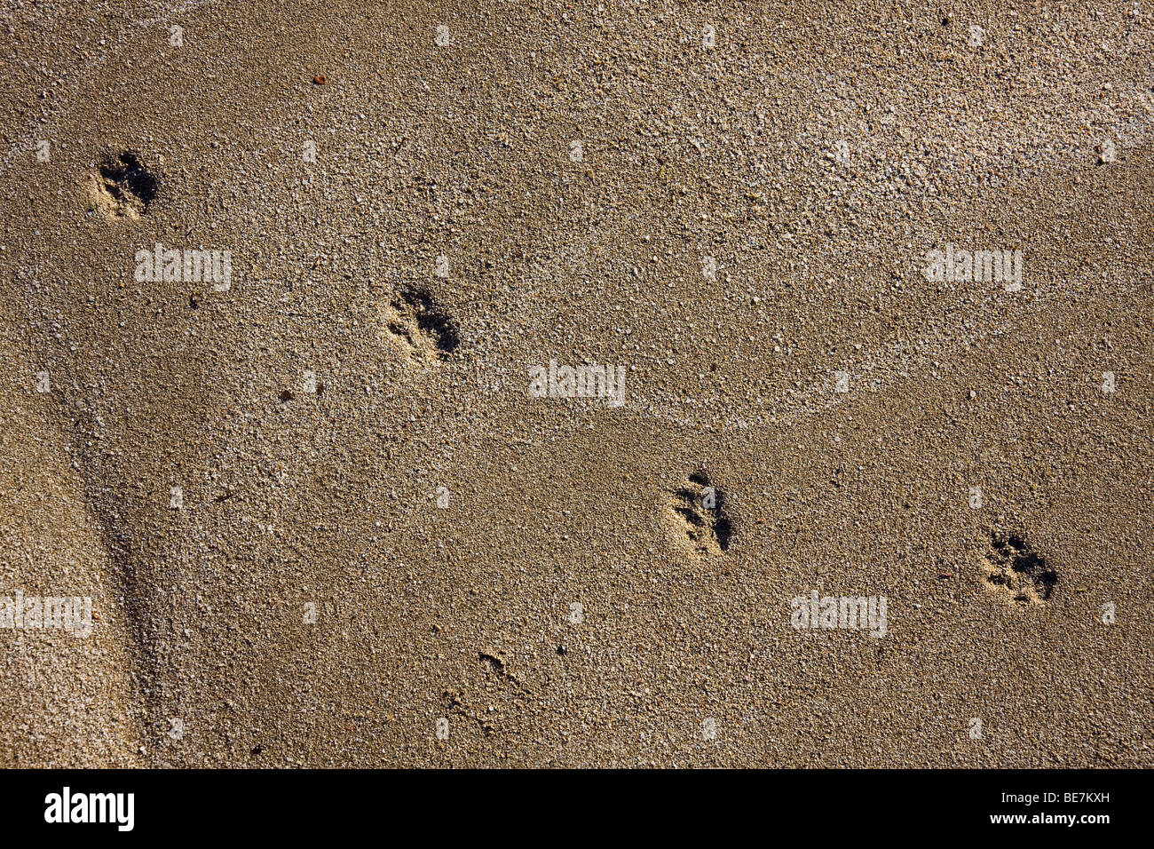 PawPrints am Sandstrand am Meer in dem kleinen Dorf von Protaras, Zypern. Stockfoto