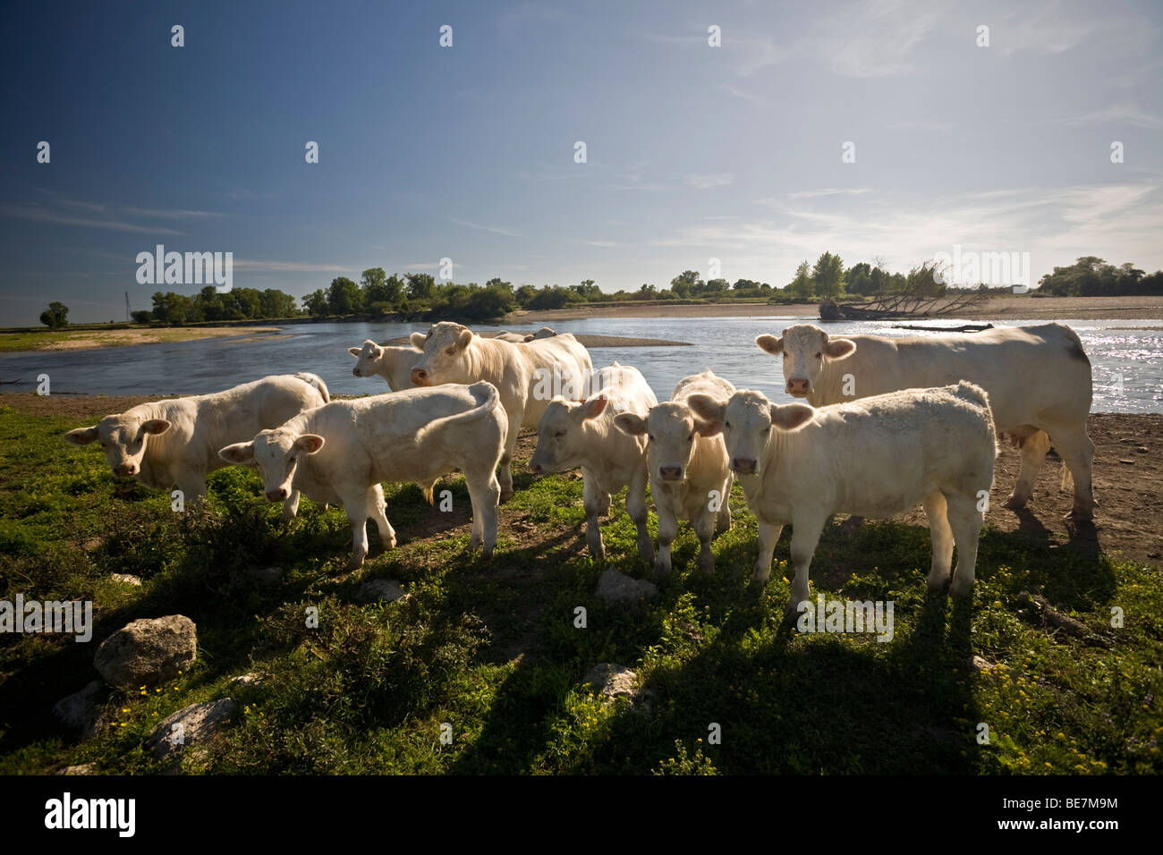 Umfangreichen Rasse Charolais Kühe entlang der Fluss Allier (Allier). Elevage Extensif de Bovins Charolais au Bord de 19.Jhd. Stockfoto