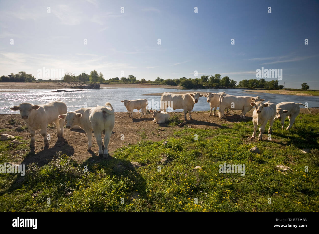 Umfangreichen Rasse Charolais Kühe entlang der Fluss Allier (Allier). Elevage Extensif de Bovins Charolais au Bord de 19.Jhd. Stockfoto