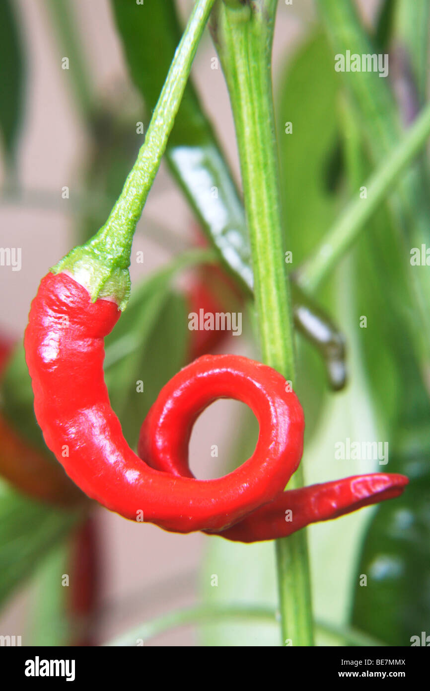 Eine rote Chilischote Stockfoto