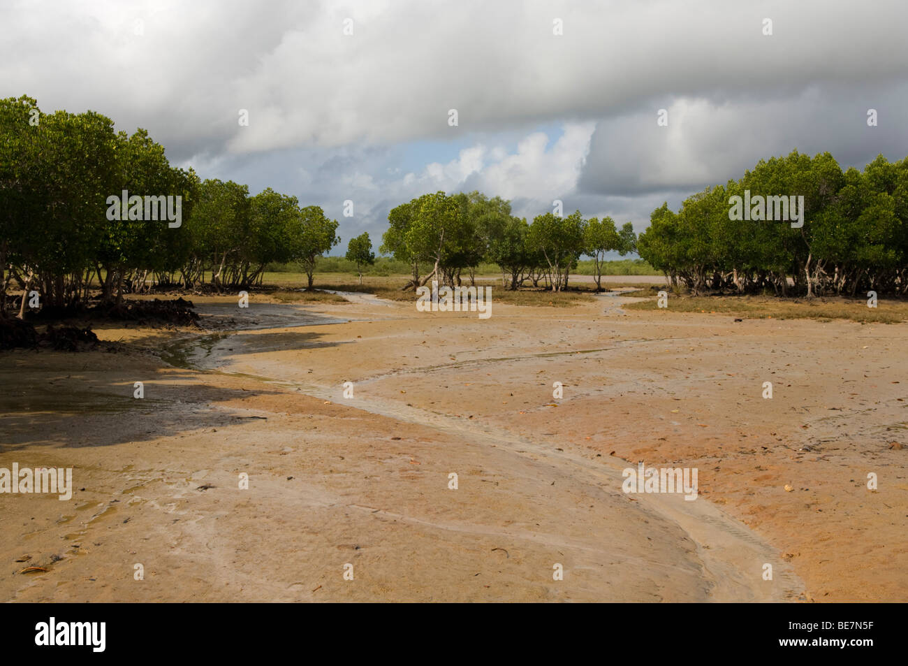 Mangroven, Bodo, Kenia Stockfoto