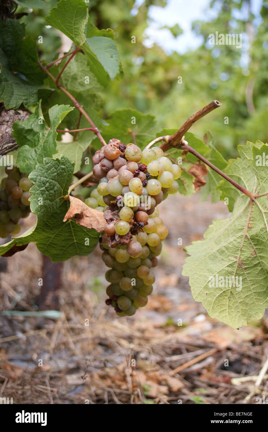 Botrytis-Edelfäule Trockenbeerenauslese Riesling Trauben, Doctor Weinberg, Bernkastel, Mosel, Deutschland Stockfoto