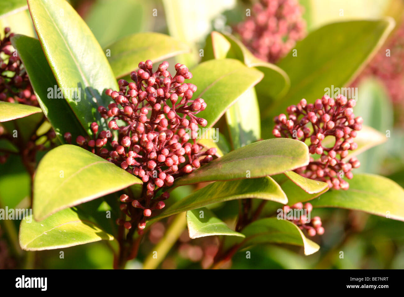 Skimmia Japonica 'Rubella' im Keim zu ersticken, England UK Stockfoto