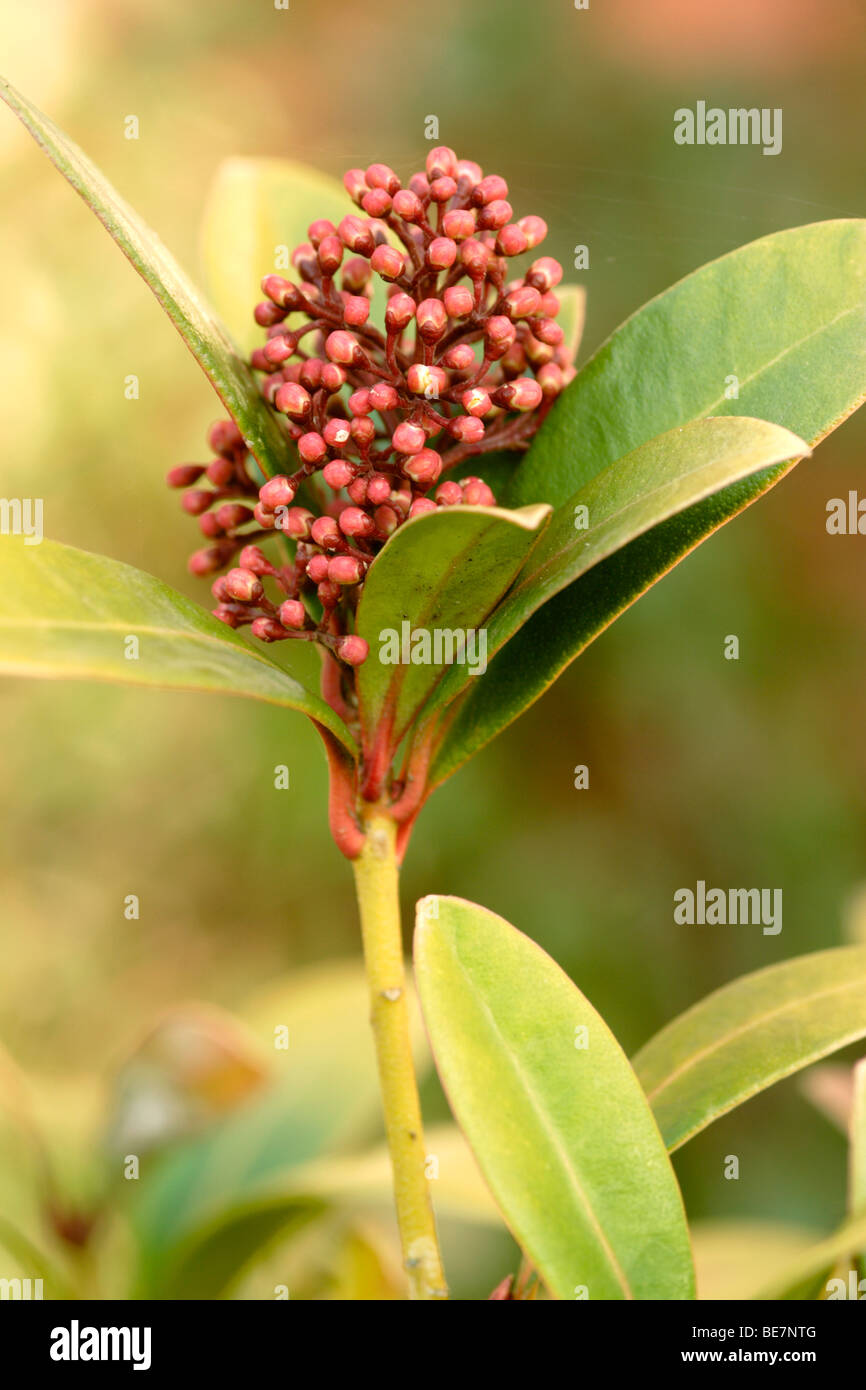 Skimmia Japonica 'Rubella' im Keim zu ersticken, England UK Stockfoto