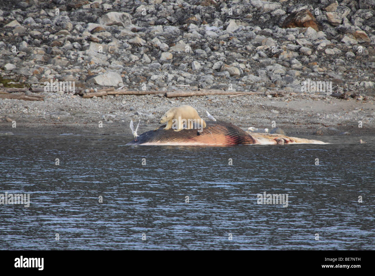 Eisbär fängt einen gestrandeten Wal in Svalbard Stockfoto