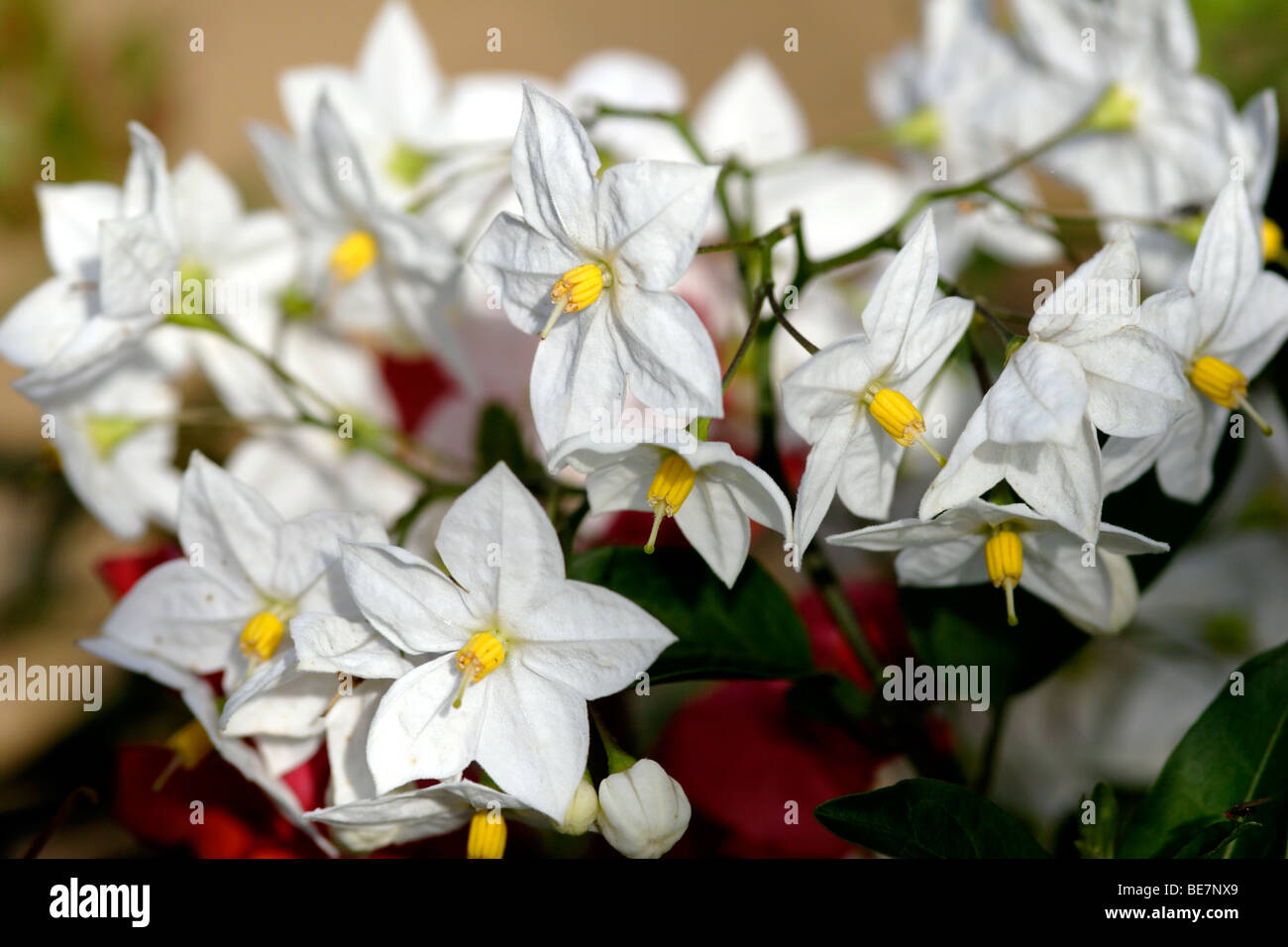 Kartoffel-Rebe (Solanum Jasminoides Album) Blumen, England, UK Stockfoto