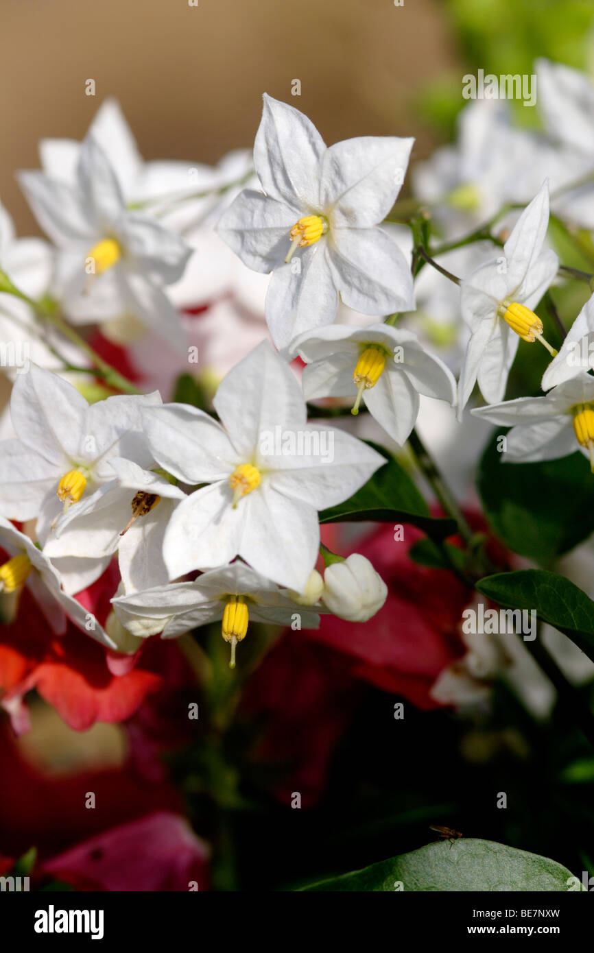 Kartoffel-Rebe (Solanum Jasminoides Album) Blumen, England, UK Stockfoto