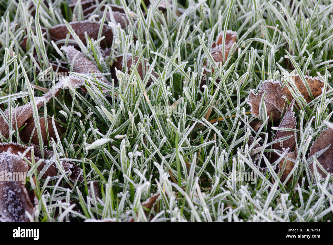 Frost bedeckt Rasen Stockfoto