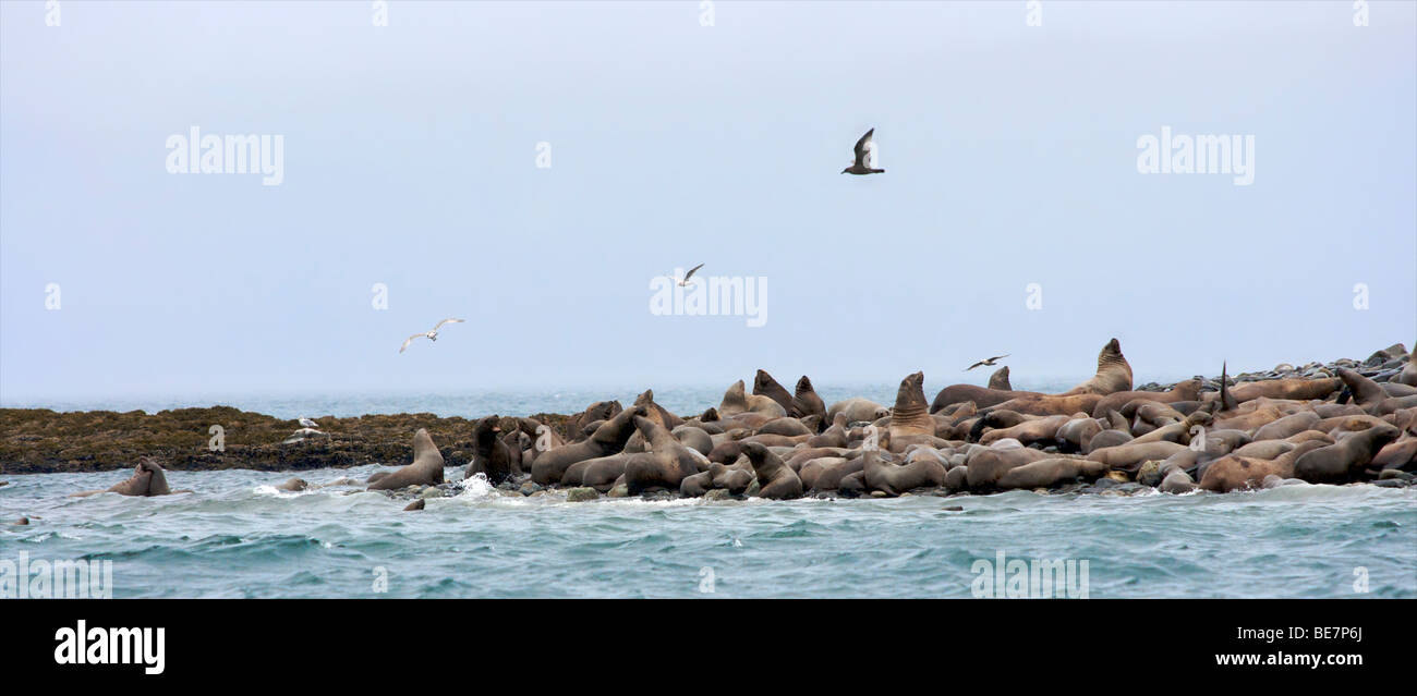 Steller Seelöwen und Möwen Stockfoto