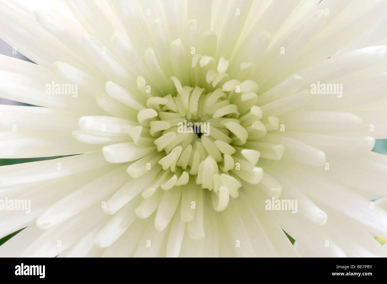 Weiße Chrysantheme Blume Nahaufnahme Stockfoto
