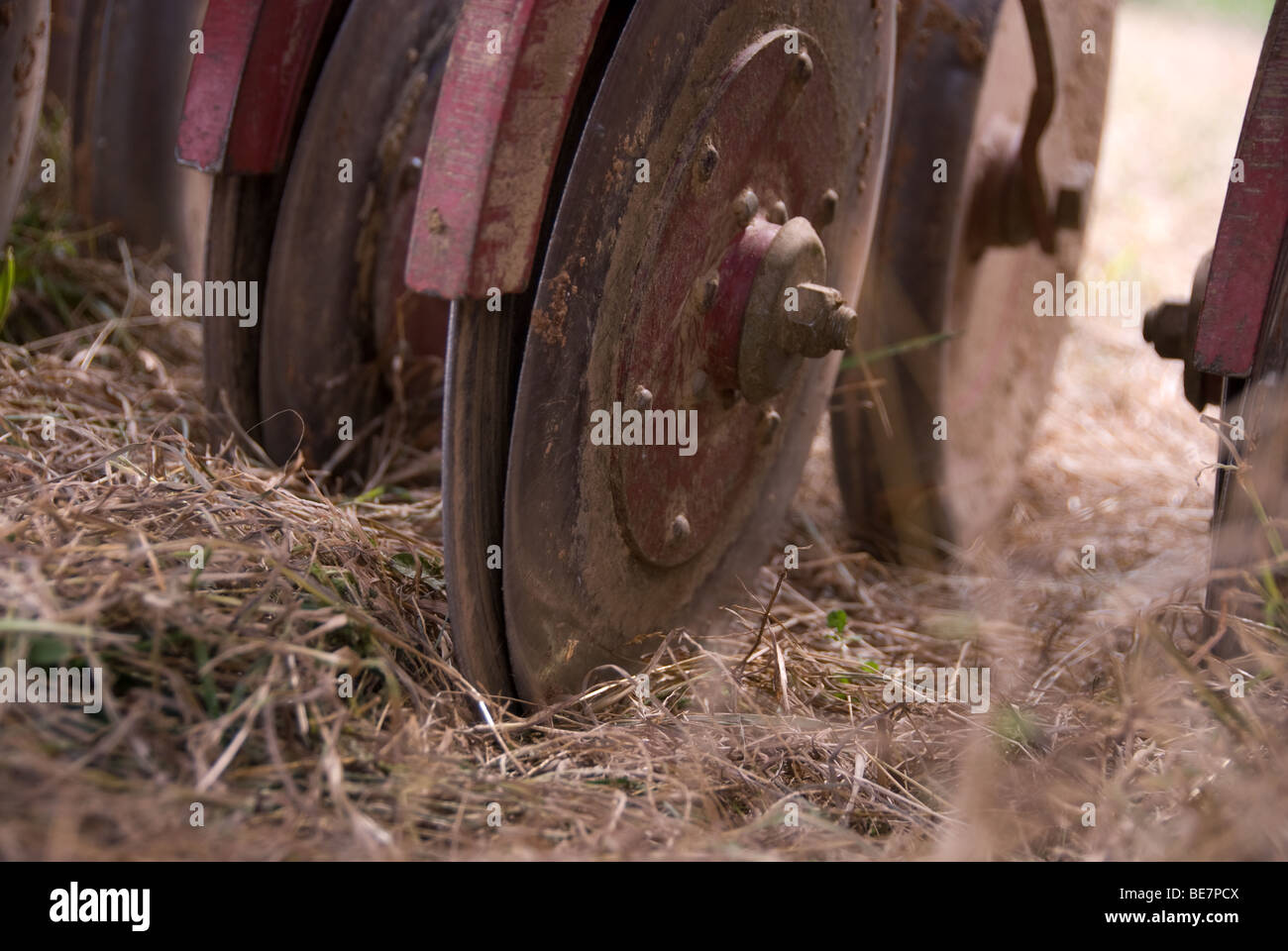 Weide-Renovierung - nicht bis zum Anpflanzen von ungiftigen Endophyten Rohrschwingel mit Bohrer Stockfoto