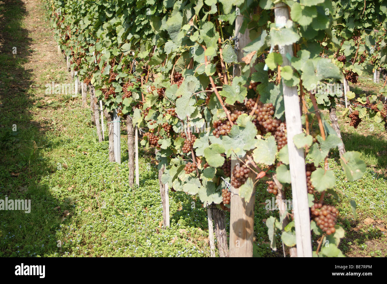 Pinot Grigio Trauben reifen auf der Weinstrasse von Luxemburg, Luxemburg Mosel, Luxemburg Stockfoto