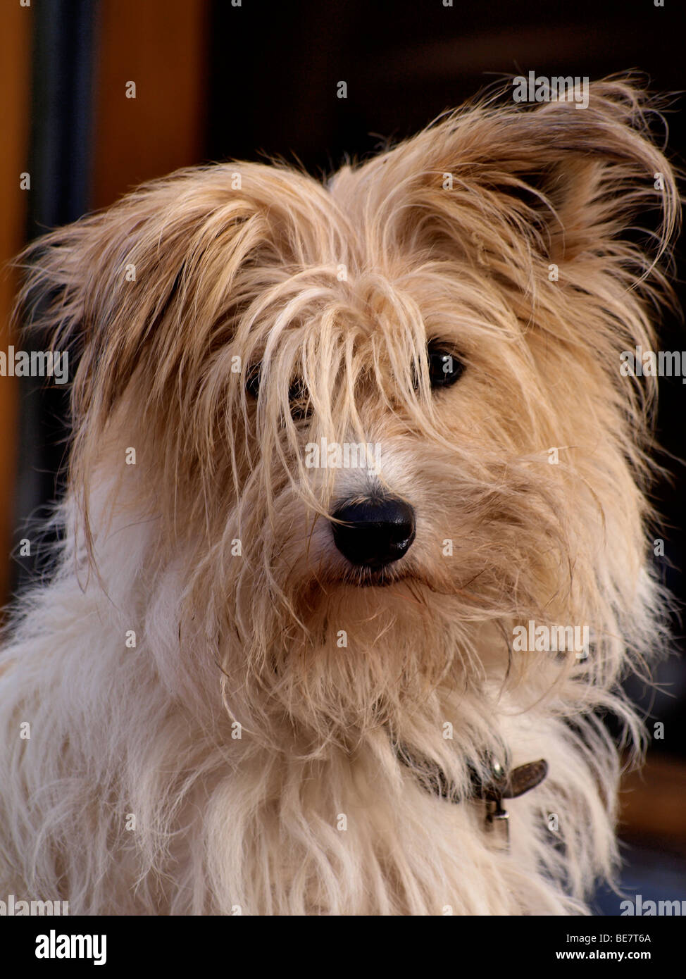 Scruffy Hund Stockfoto