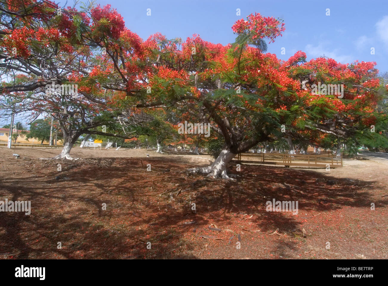 Flamboyant Baum oder Royal Poinciana, Delonix Regia, Fernando De Noronha, Brasilien, Atlantik Stockfoto