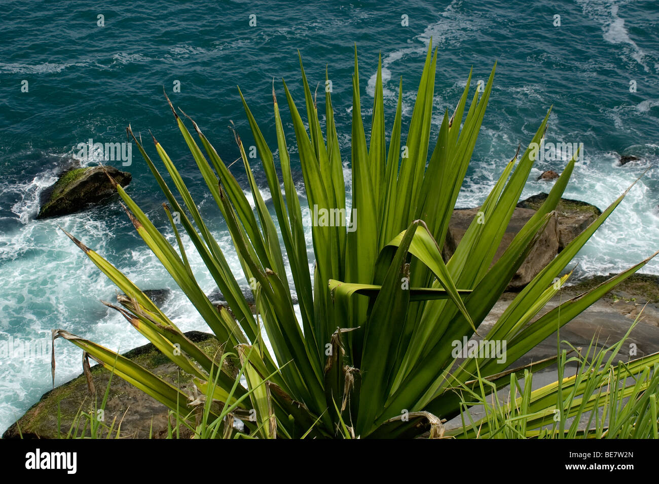 Agave Agave sp. wachsen auf den Felsen der Küste von Rio de Janeiro, Brasilien Stockfoto