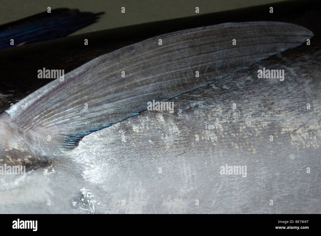 Brustflosse Detail einen Schwertfisch Xiphias Gladius, Vitoria, Espirito Santo, Brasilien Stockfoto