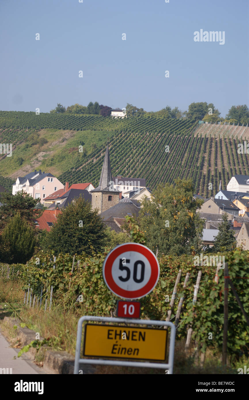 Reben in Ehnen Luxemburg Wein Straße, Luxemburg Mosel, Luxemburg Stockfoto