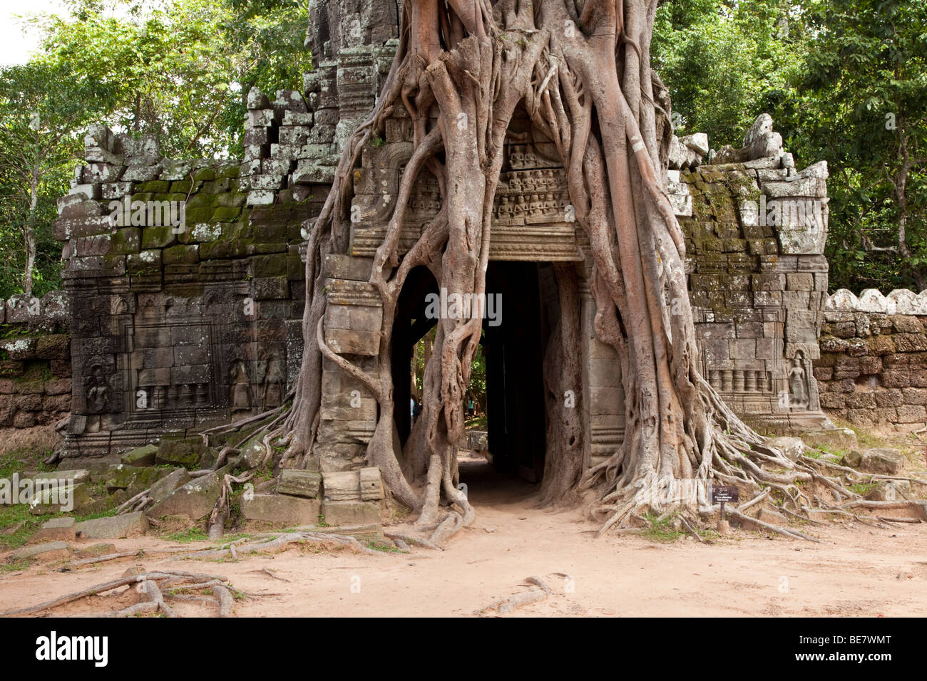 Kultige Ta Som in der Anlage Angkor Wat, Kambodscha Stockfoto