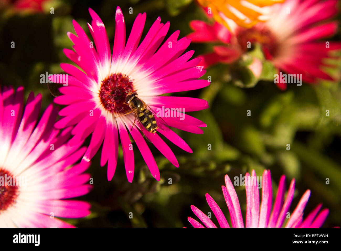 Eine Biene sammelt Pollen von einer lila Livingstone Daisy Blume in Nordengland. Die Blumen blühen im September. Stockfoto