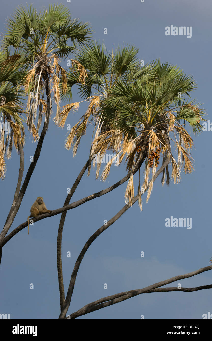 Olive Pavian (Papio Cynocephalus Anubis) sitzen in einer Doum Palme, Meru Nationalpark, Kenia Stockfoto