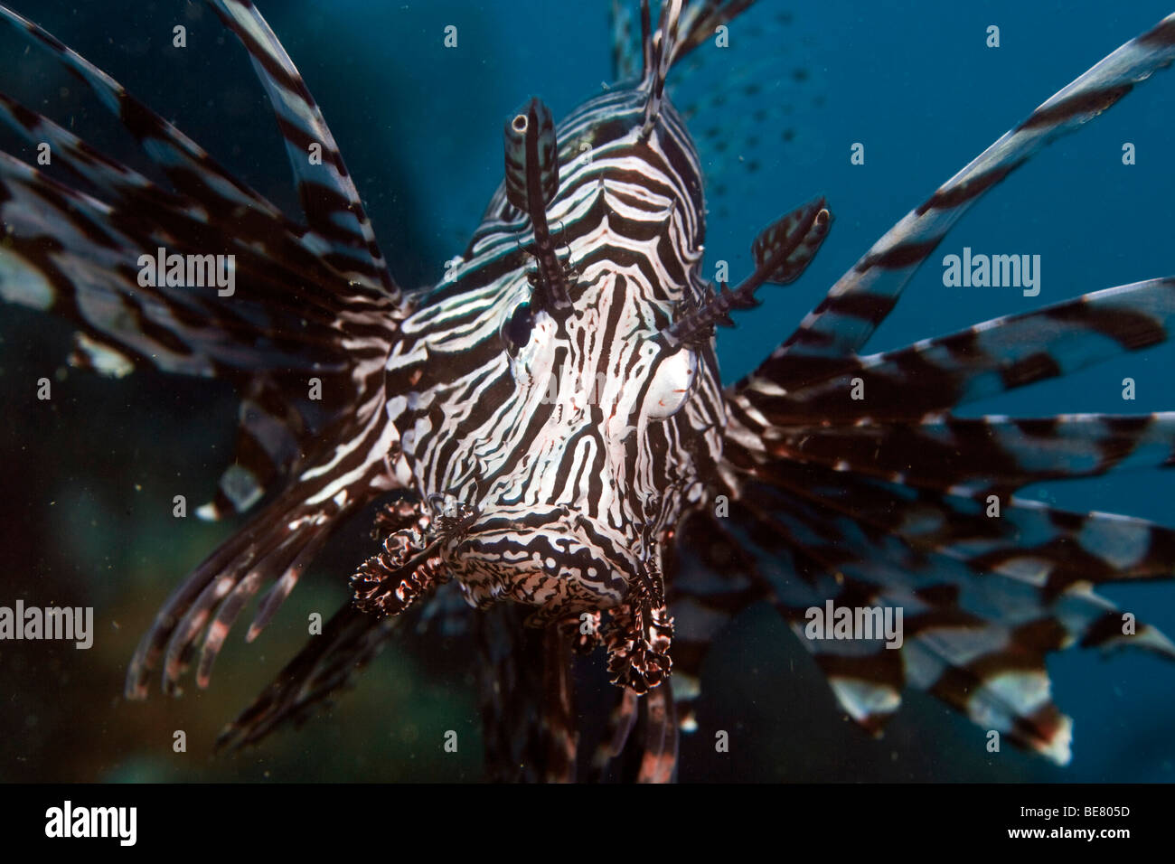 Gemeinsamen Rotfeuerfisch (Pterois Volitans), Indonesien, Südostasien Stockfoto