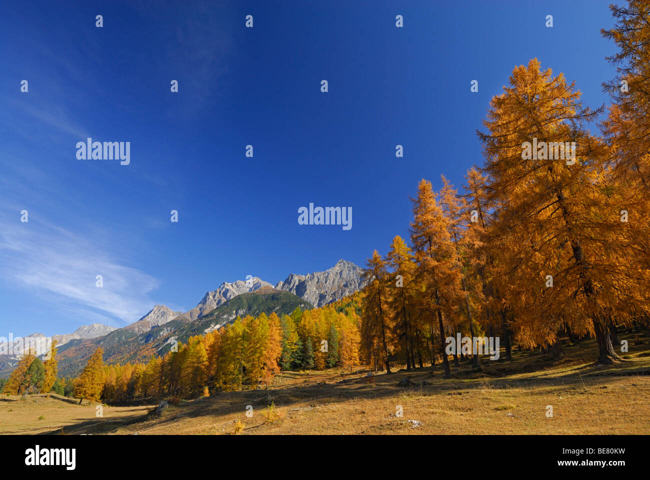 Lärchen in herbstlichen Farben mit Blick auf Piz Lischana und Piz San Jon, Unterengadin, Engadin, Graubünden, Schweiz Stockfoto