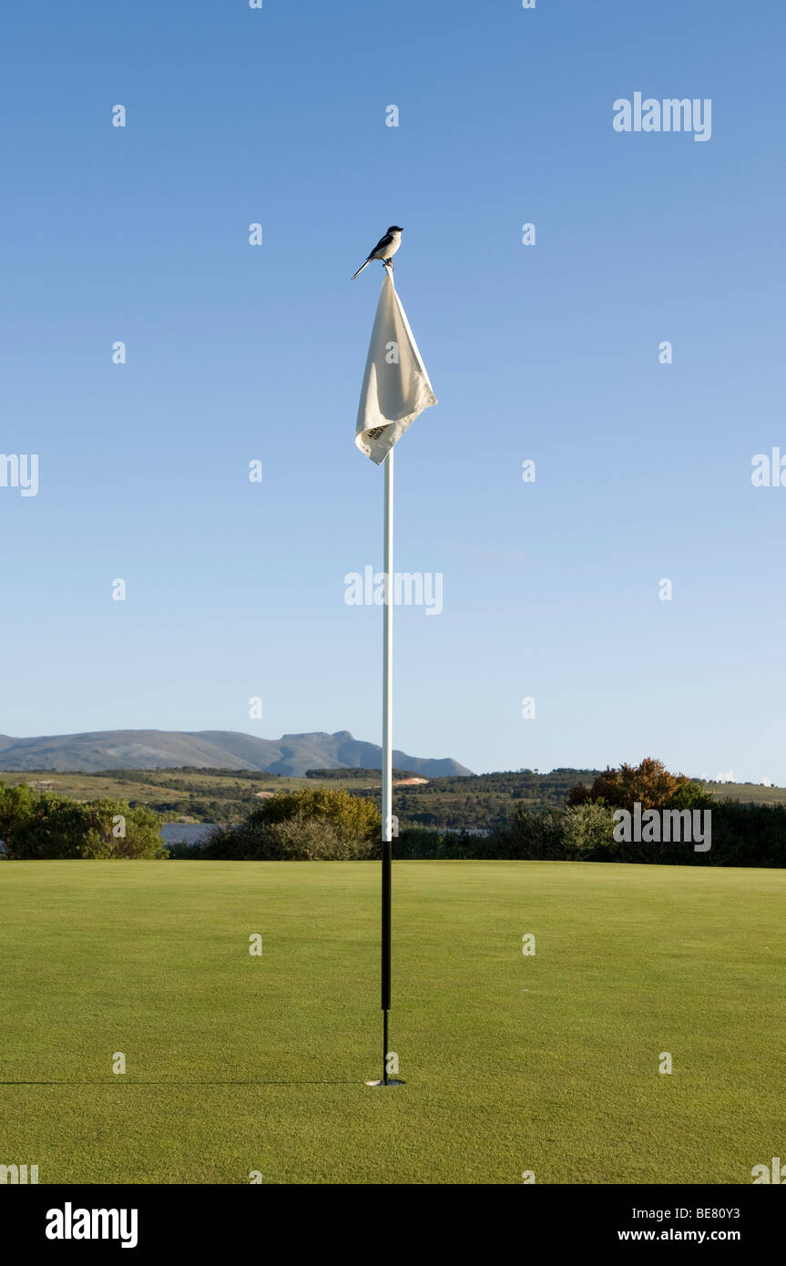 Golfflagge auf dem Golfplatz von Arabella Western Cape Hotel & Spa,  Hermanus, Western Cape, Südafrika, Afrika Stockfotografie - Alamy