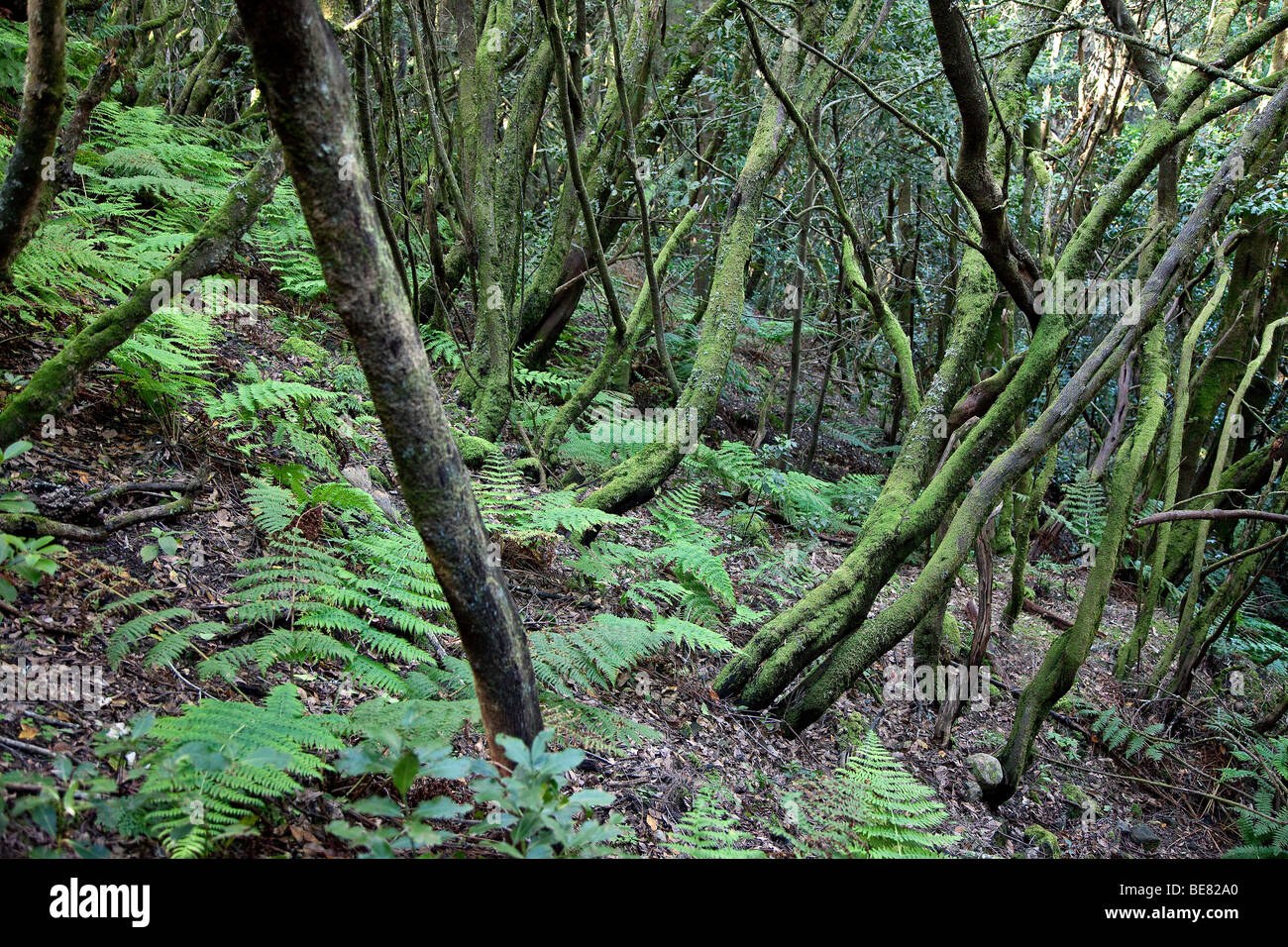 Dichten Lorbeerwald im Nationalpark Garajonay, La Gomera, Kanarische Inseln, Spanien, Europa Stockfoto