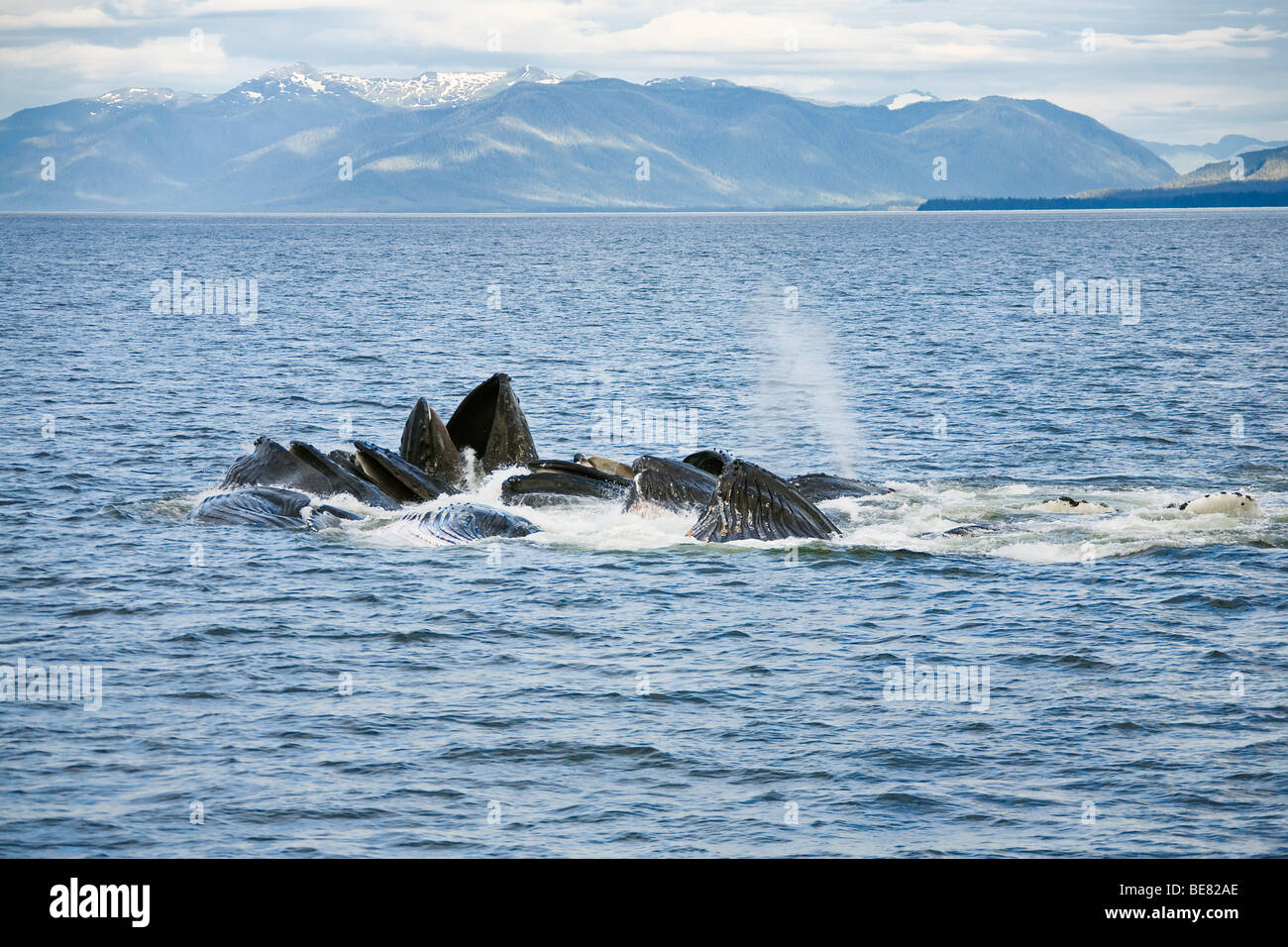 Buckelwale, die Fütterung, Impressionen Novaeanglia, Inside Passage, Alaska, USA Stockfoto