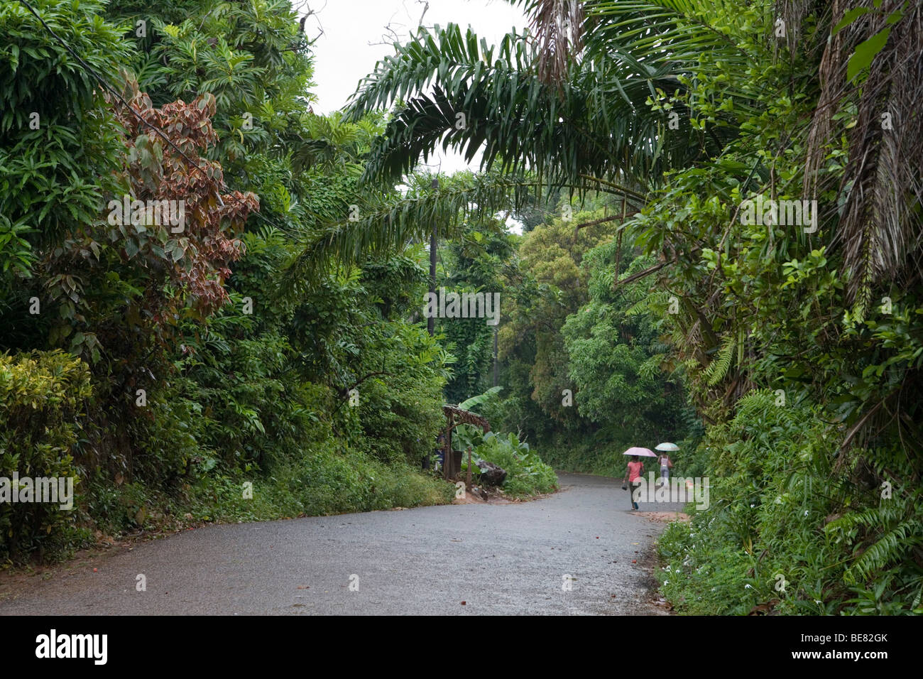 Straße durch den Regenwald, Ambodifototra, Nosy St. Marie, Madagaskar, Afrika Stockfoto