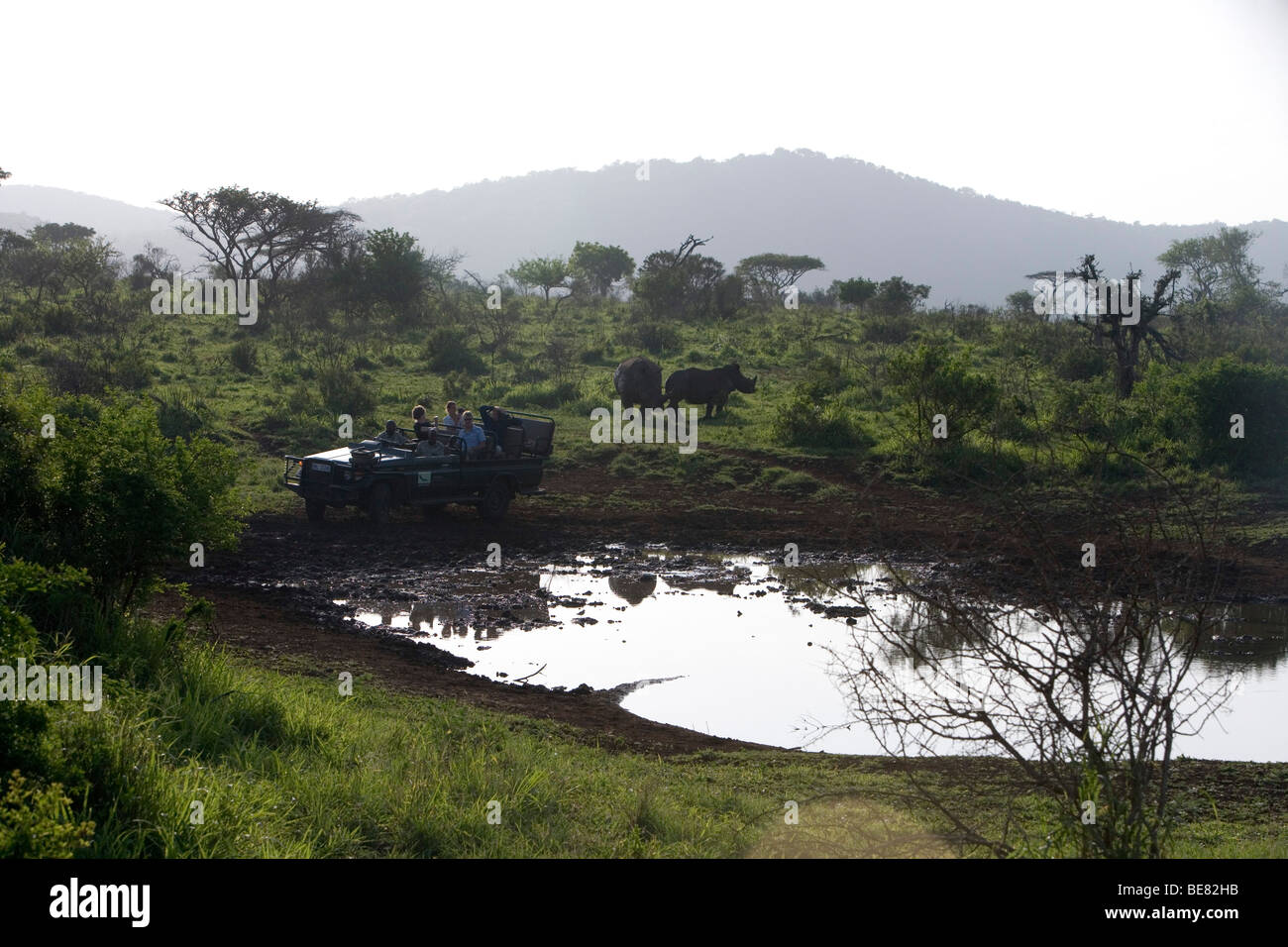 Phinda-Safari-Fahrzeug mit Nashorn, Phinda Resource Reserve, KwaZulu-Natal, Südafrika, Afrika Stockfoto