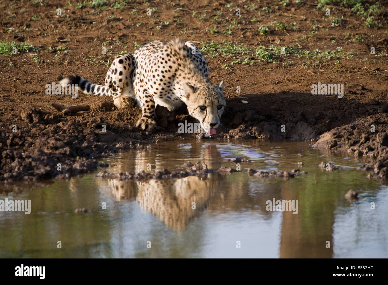 Gepard an einem Wasserloch gesehen während einer Safari, Phinda Resource Reserve, KwaZulu-Natal, Südafrika, Afrika Stockfoto