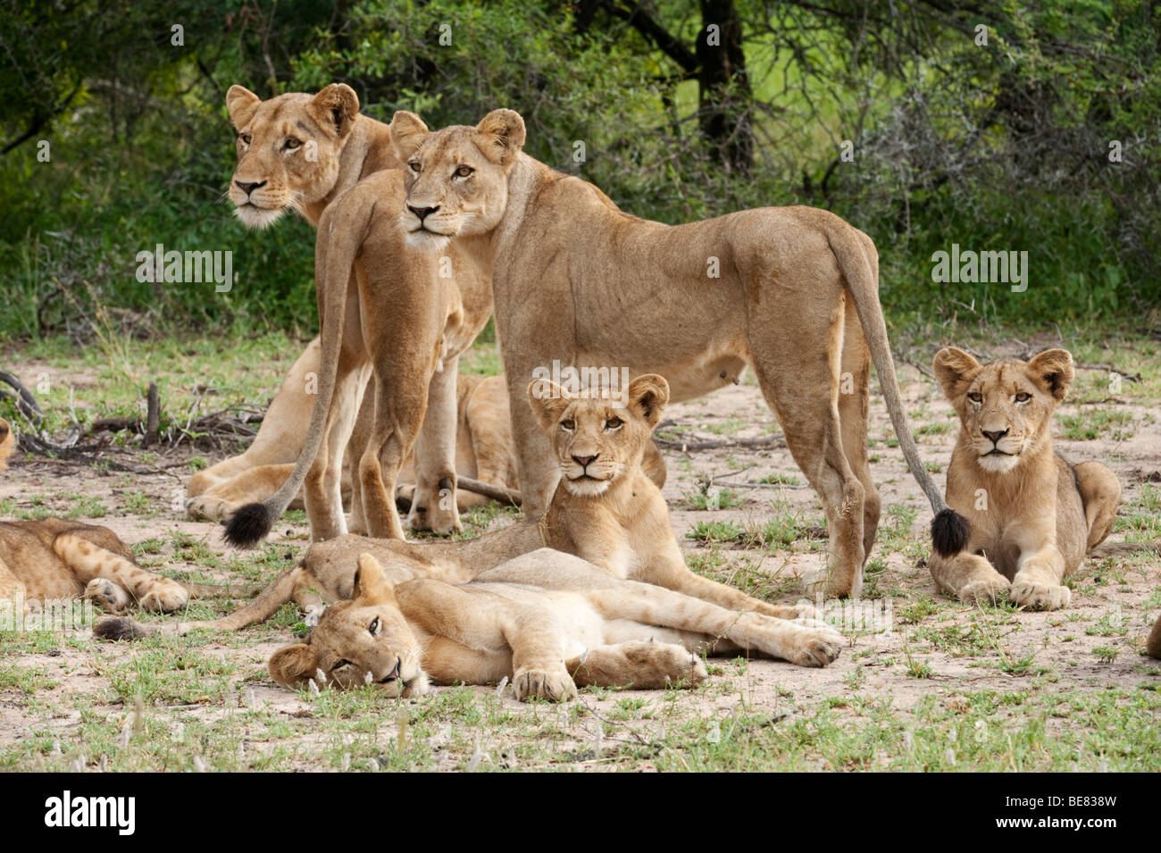 Löwe stolz (Panthero Leo), Sabi Sands, Greater Kruger National Park, Südafrika Stockfoto Löwe stolz (Panthero Leo), Sabi Sands, Greater Kruger National Park, Südafrika Stockfoto