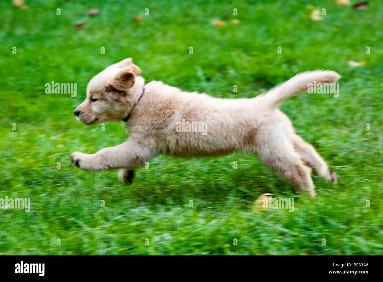 Acht Wochen alte Golden Retriever-Welpe auf dem Rasen laufen. Stockfoto