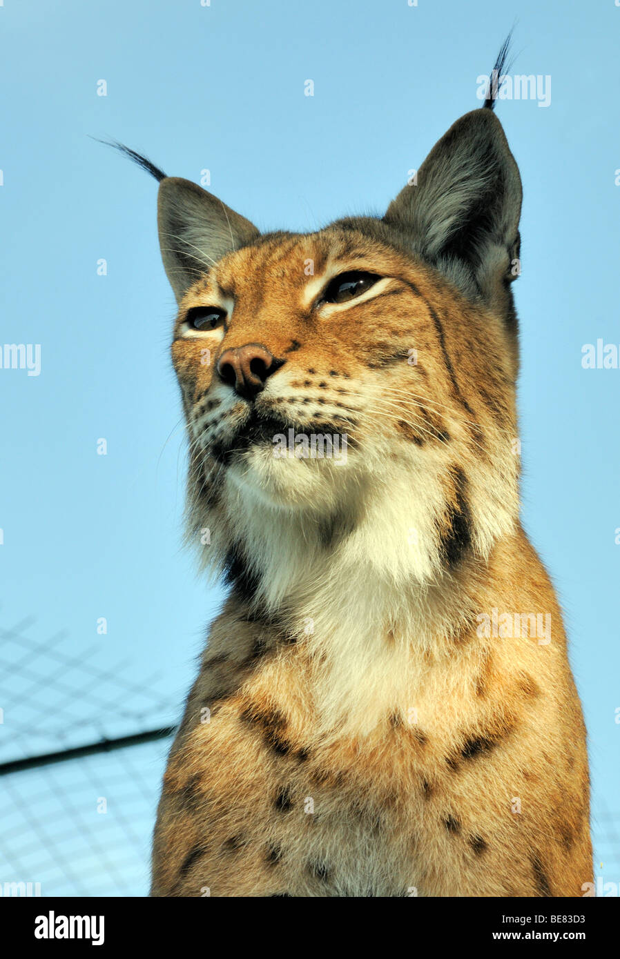 Portrait einer weiblichen europäischen Luchs (Felis Lynx). Gefangene Tier. Wildlife Heritage Foundation, Smarden, Kent. Stockfoto