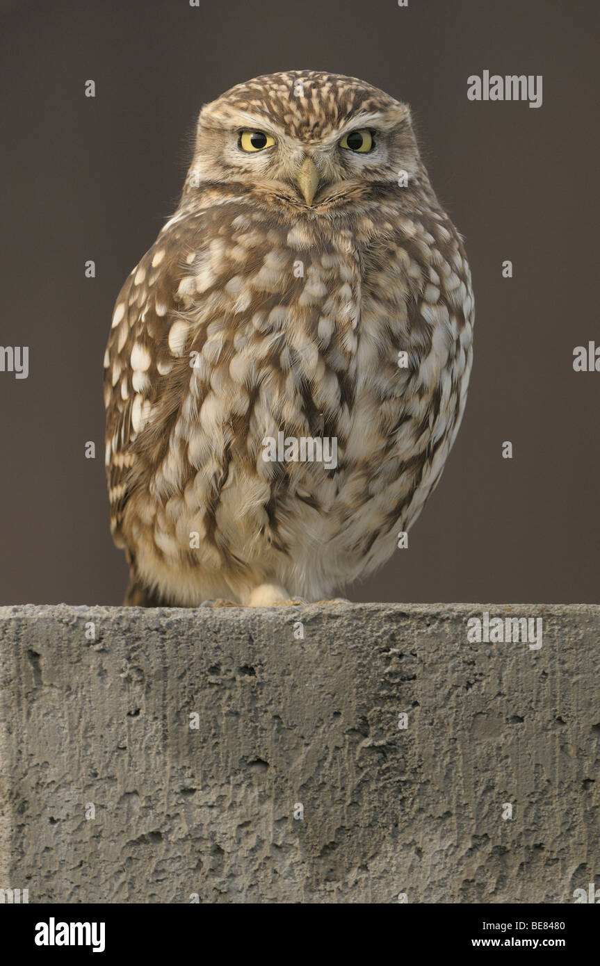 Entspannte Steinkauz gehockt Betonblock Stockfoto