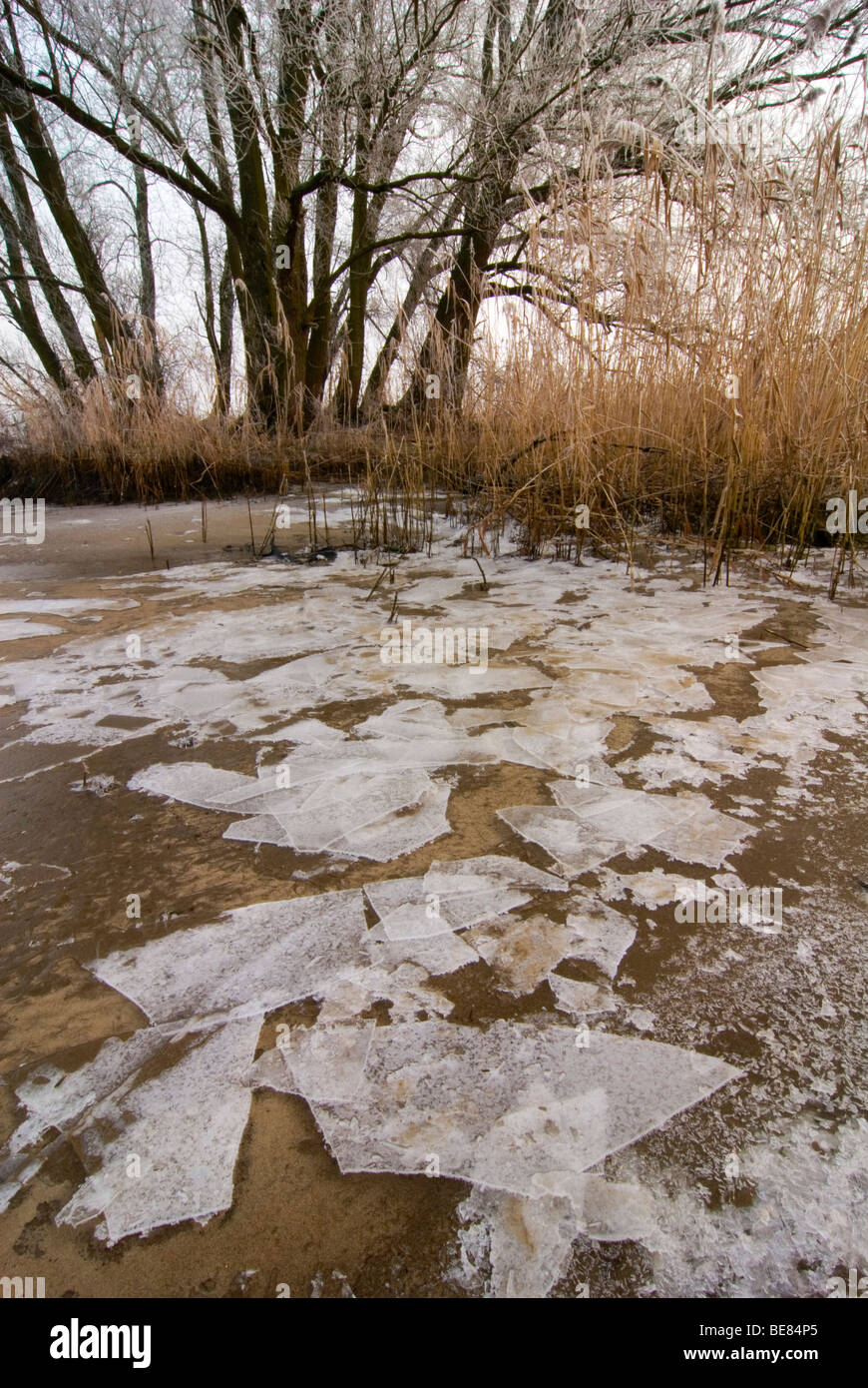 Platten aus Eis sind an einem Strand in den Gezeiten Wald der Beerenplaat gespült Stockfoto