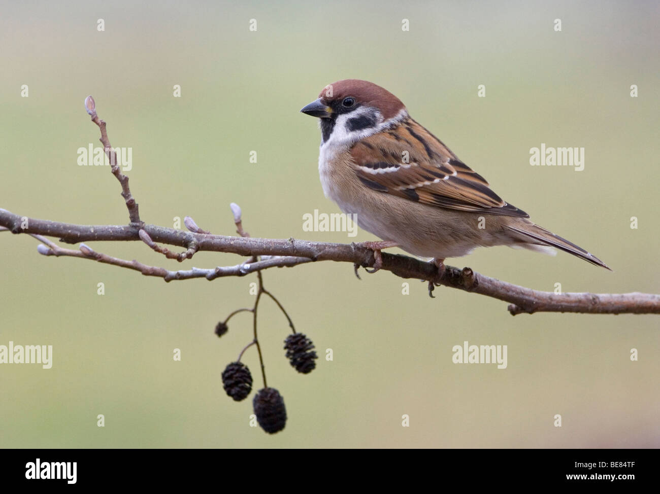 Ringmus Zittend Op Een Elzentakje. Stockfoto