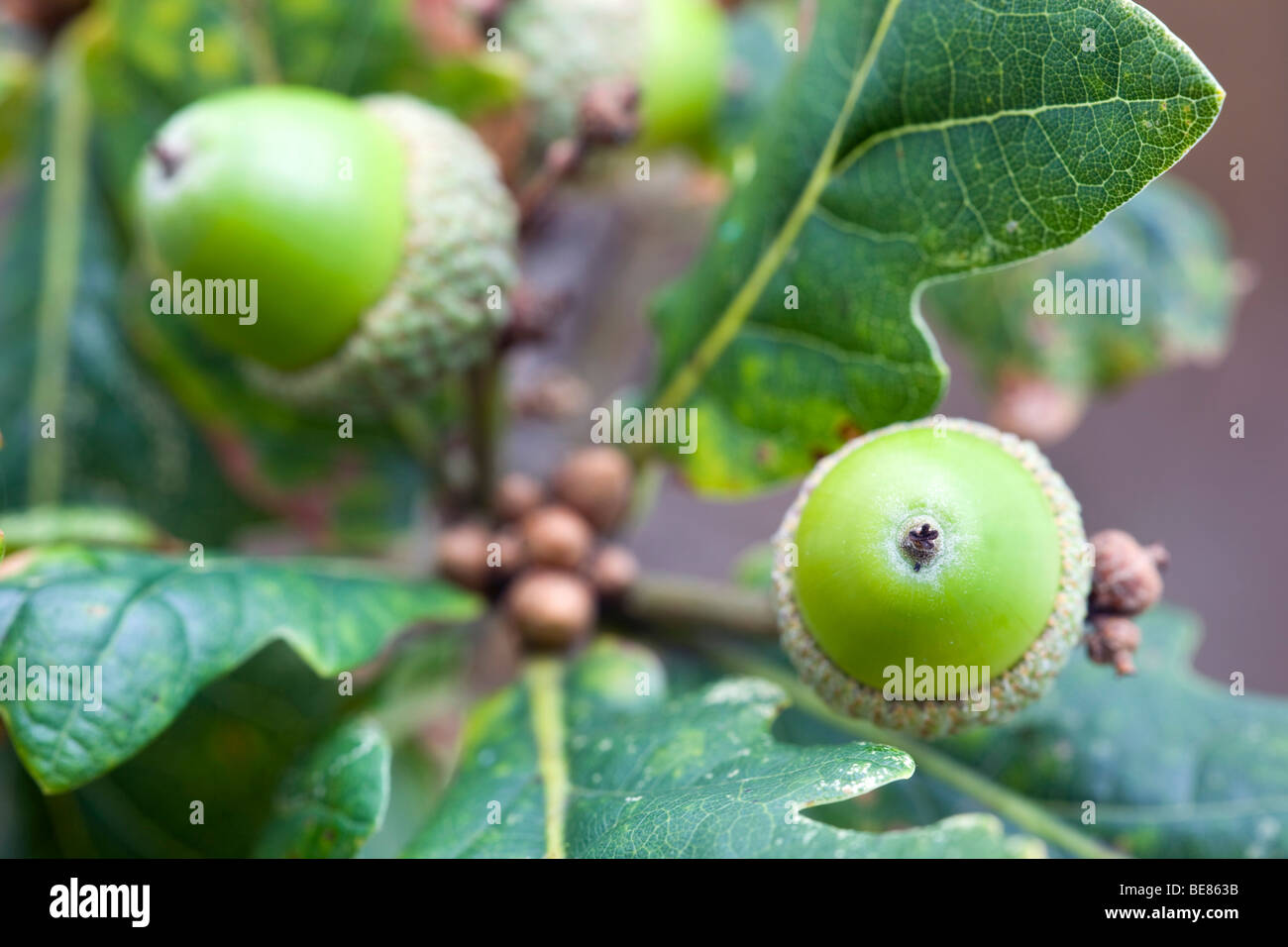 Eichel; Stieleiche; Quercus rober Stockfoto