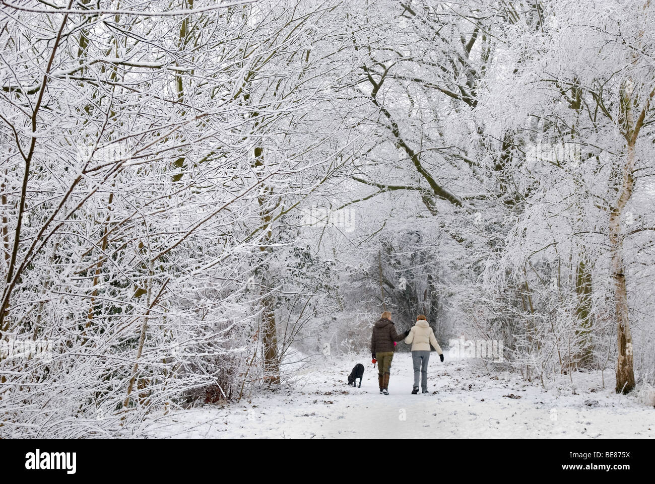 Twee Mensen En Een Hond Wandelen in Een Winter Berijpt Landschap; Zwei Personen und einem Hund in einer mattierten Winterlandschaft wandern Stockfoto