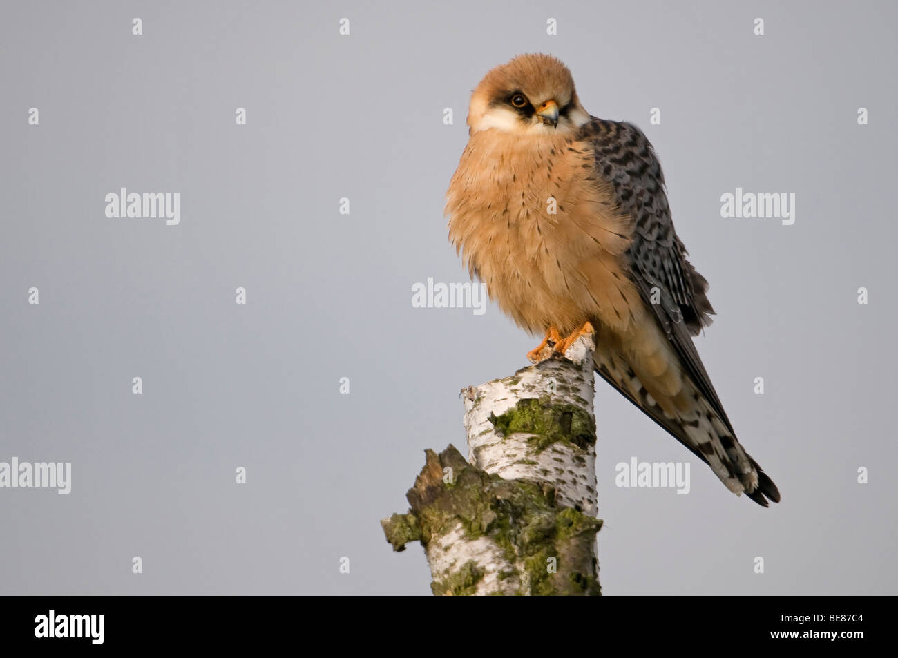 Roodpootvalk Zittend Op Een Afgestorven Berkenstam; Rot gefüttert Falcon auf einem alten Baum Stockfoto