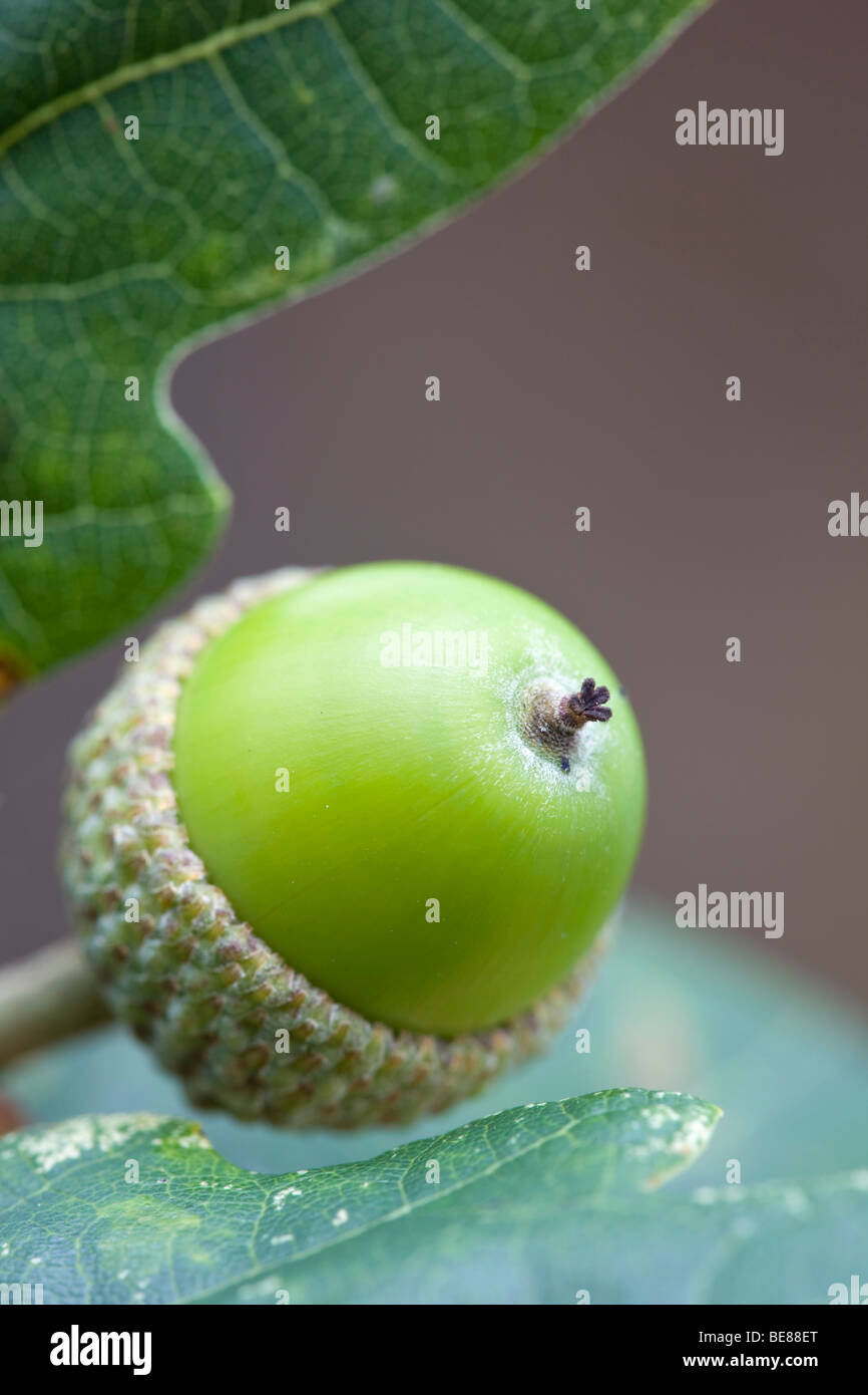Eichel; Stieleiche; Quercus rober Stockfoto
