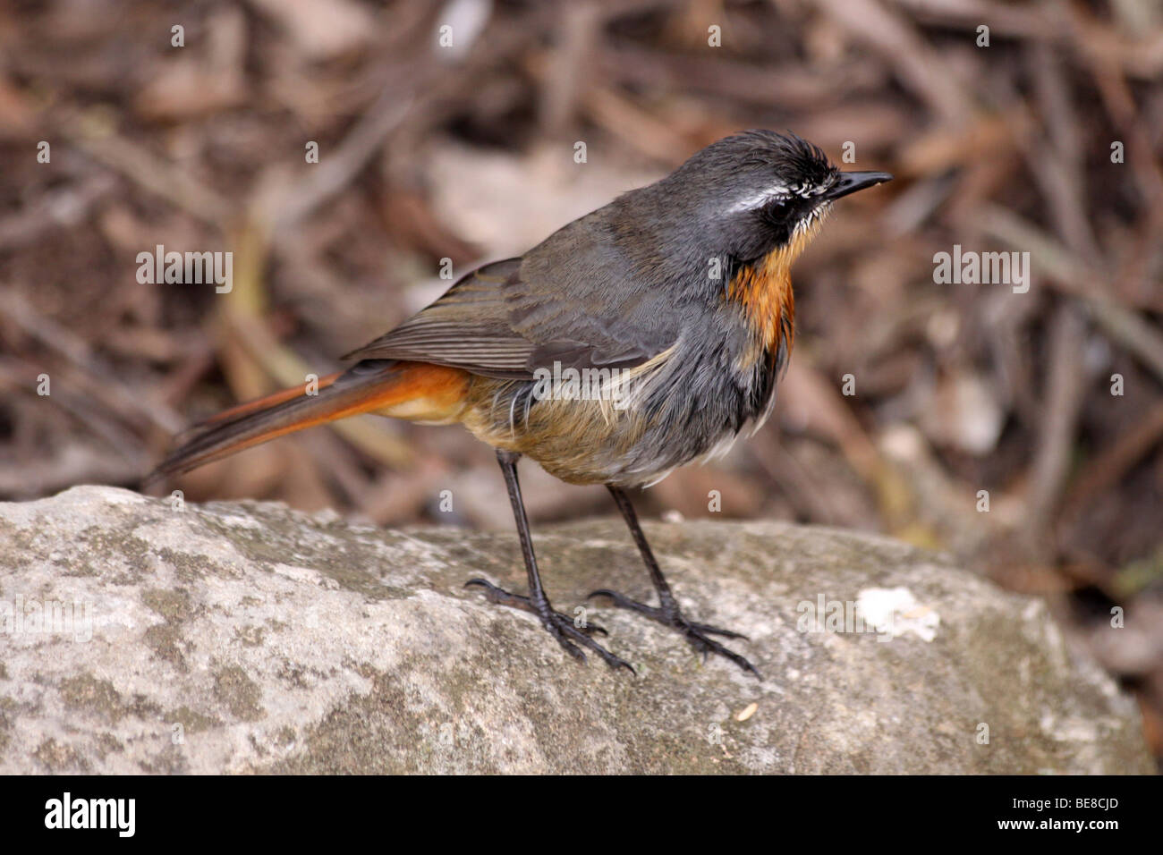 Kap-Robin-Chat Cossypha Caffra In Addo National Park, Südafrika Stockfoto