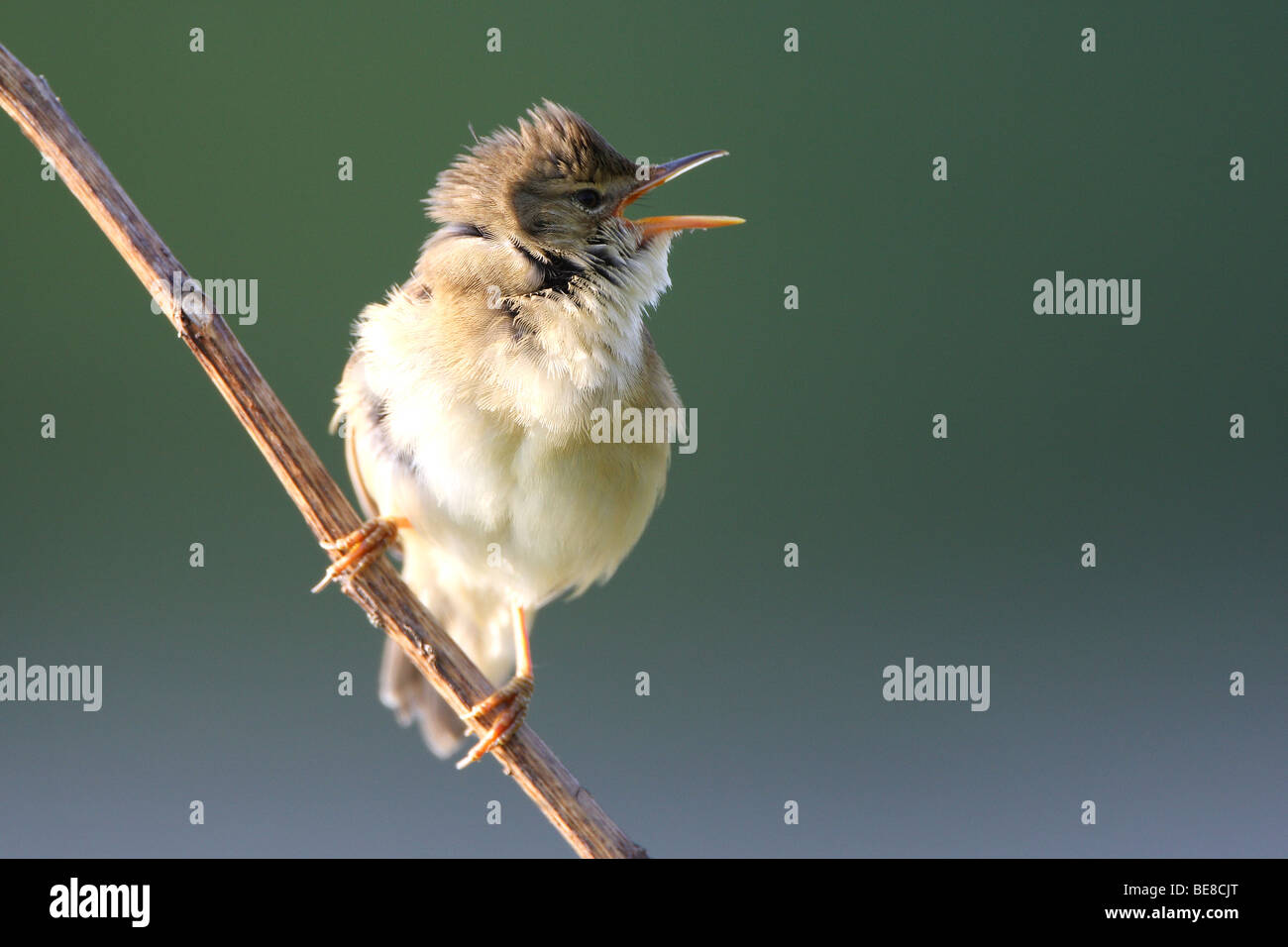 Singende Marsh Warbler (Acrocephalus Palustris) auf Ast, Belgien Stockfoto