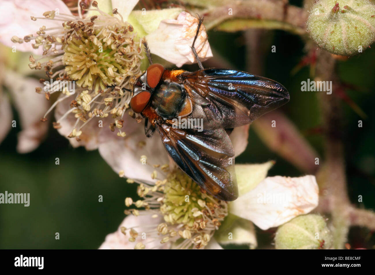 Parasit-Fliege (Alophora Hemiptera: Tachinidae) weibliche Fütterung auf Blackberry Blumen, UK. Stockfoto