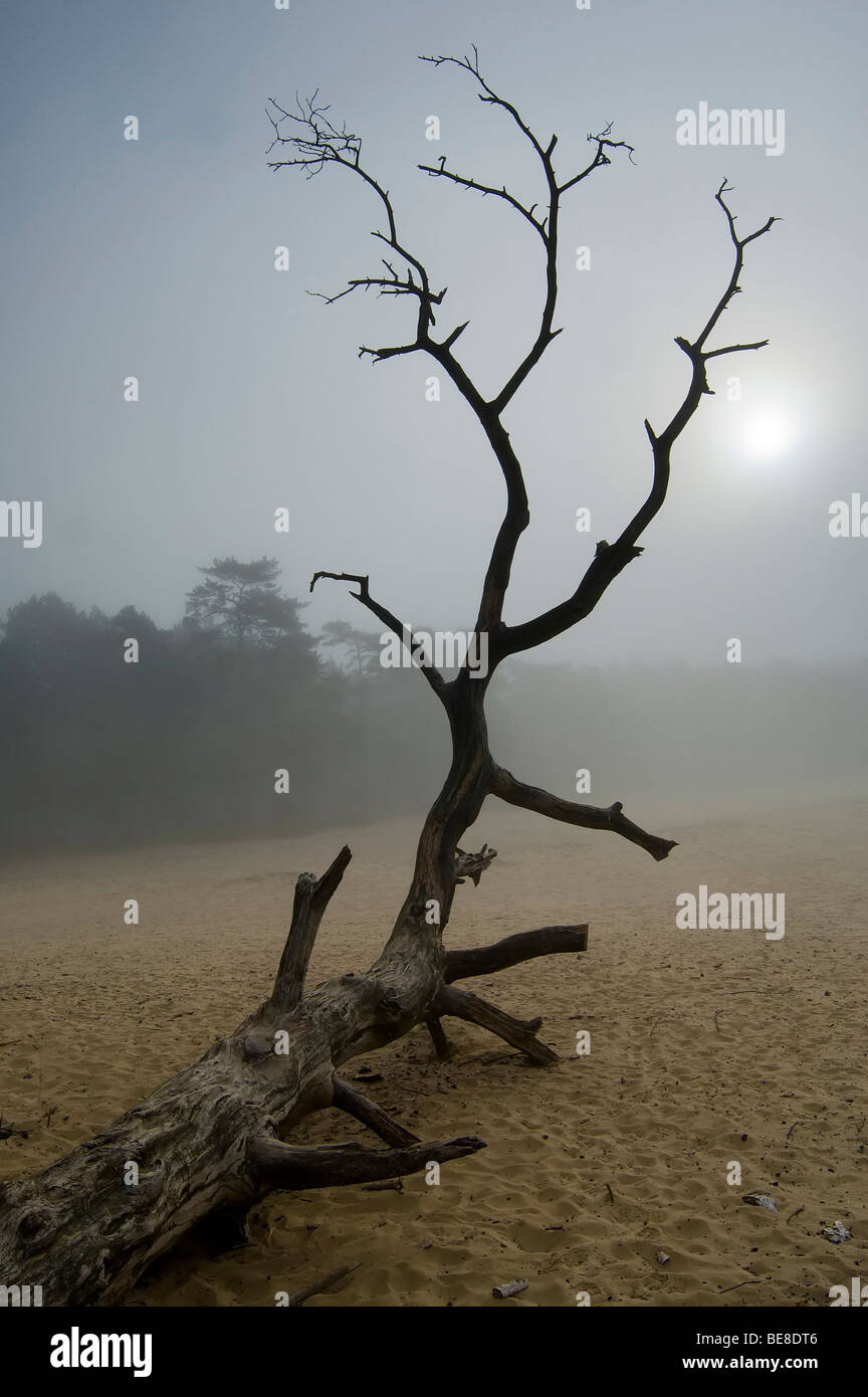 Dode Boom Bij Nebel En Onkomende Zon, toter Baum im Nebel bei Sonnenaufgang Stockfoto